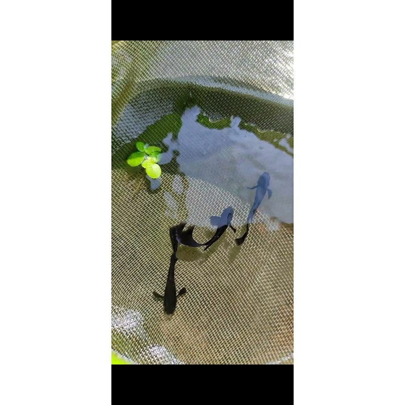 Hiasan akuarium Guppy full black premium
