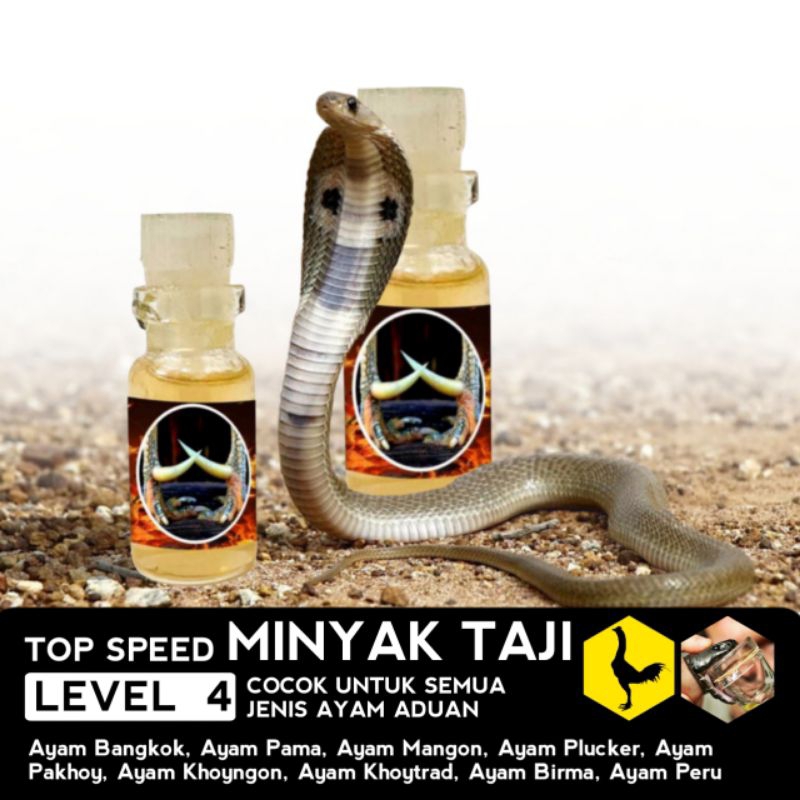 Racun Ayam Ampuh Untuk laga minyak taji