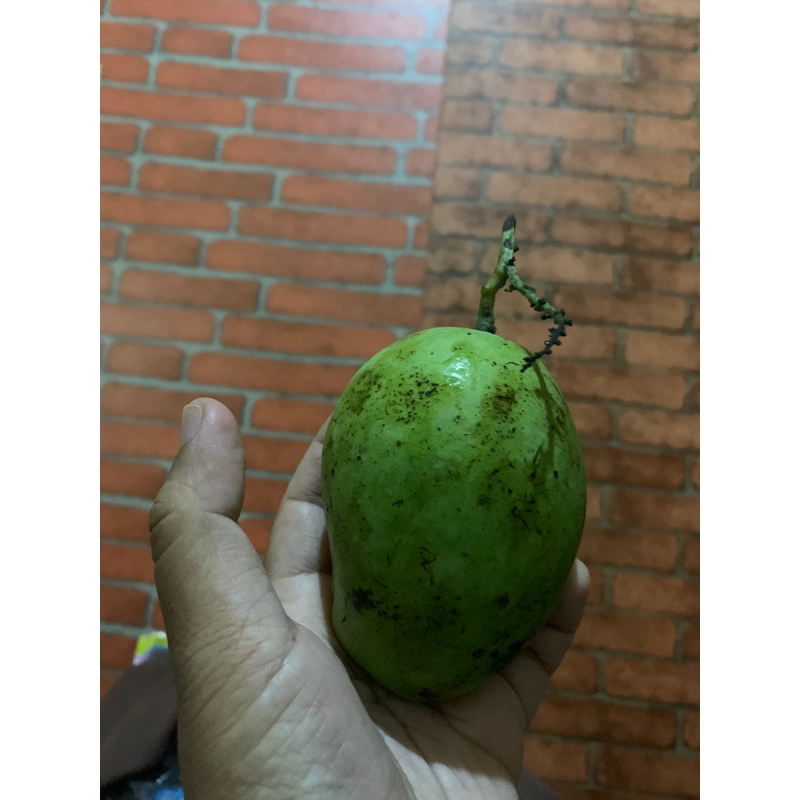 

Mangga muda kecil imut imut 1kg (Cocok untuk rujak/bumil/seger)