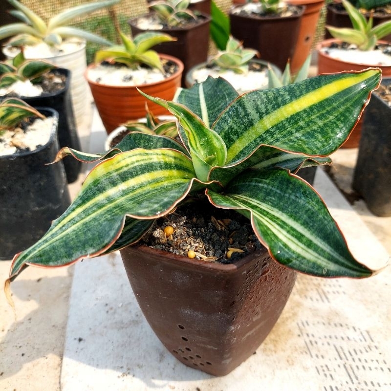 tanaman hias sanseviera BLACK ROSE VARIGATA sansevieria sansevera sanseviera sansivera lidah mertua