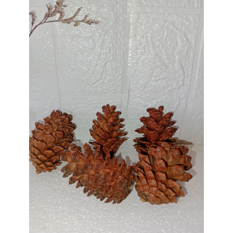 Bunga Pinus / hiasan bunga kering/ bunga kering/ Biji Pinus