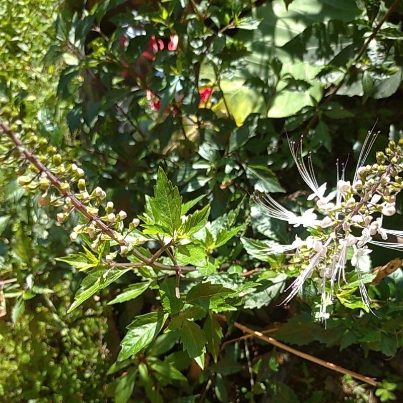 

Herbal Daun Orthosiphon / Kumis kucing / Songotkucing / Remujung petik segar