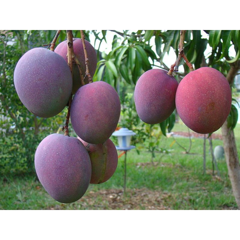 BIBIT MANGGA IRWIN/ MANGGA UNGU