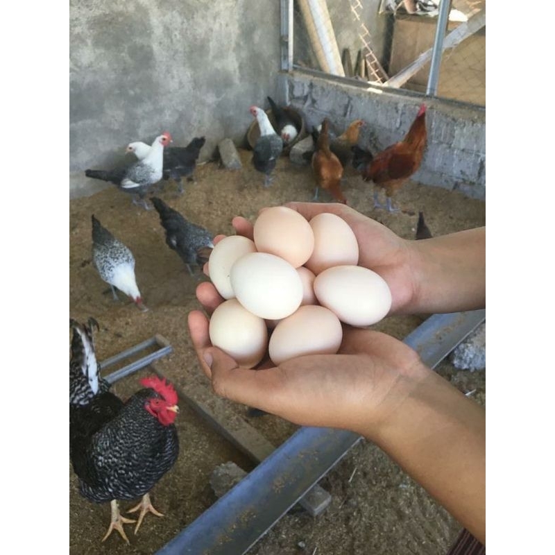 

telur ayam kampung asli/telur ayam/telur