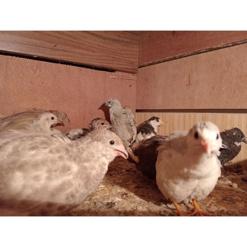 sepasang puyuh batu warna mutasi usia remaja ( beli 2 pasang gratis 1 pasang )