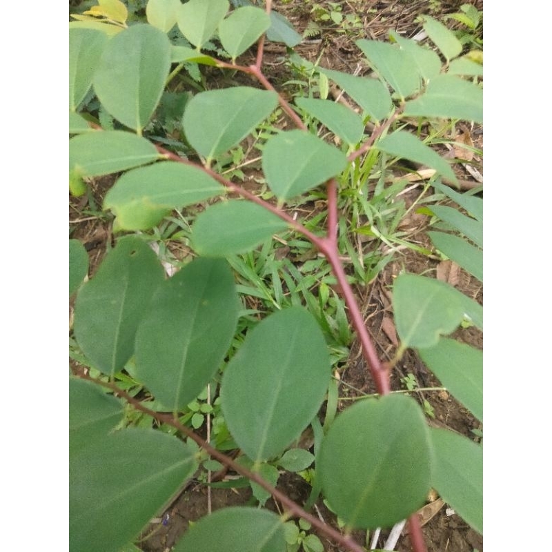 

jual daun Kandri atau kanyere segar 300 grm