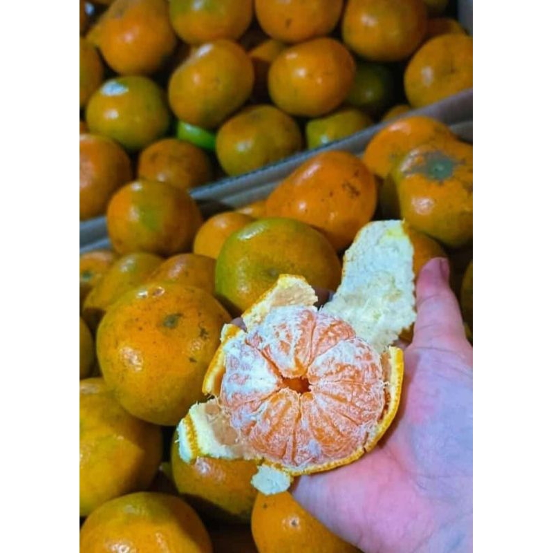 

jeruk buah segar 1 kg