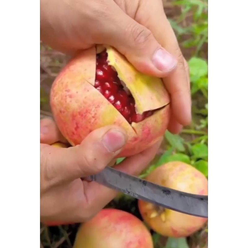 Bibit Delima Merah Biji Lunak