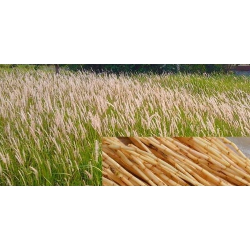 

Akar Alang Alang / akar Eurih segar 500 gram