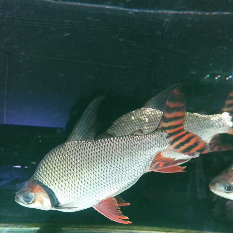 Ikan Tankmate Red Feifeng  28cm