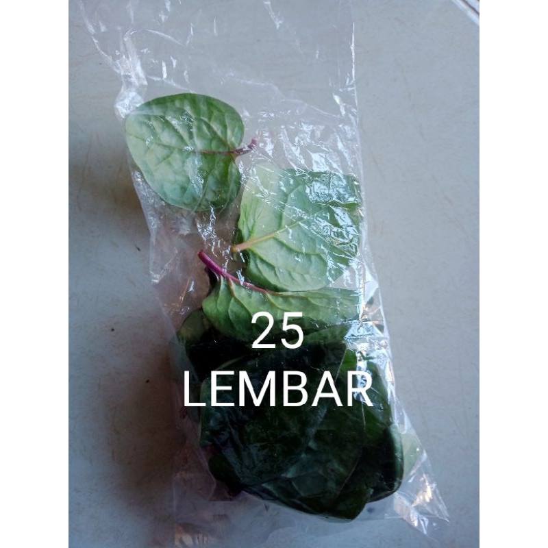 

Daun binahong merah segar 25 lembar