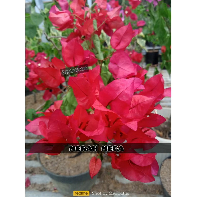 Bougenville Merah Mega