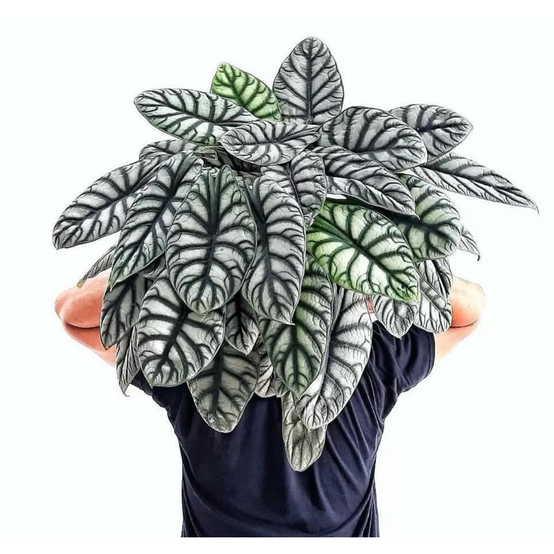 Alocasia dragon Scale
