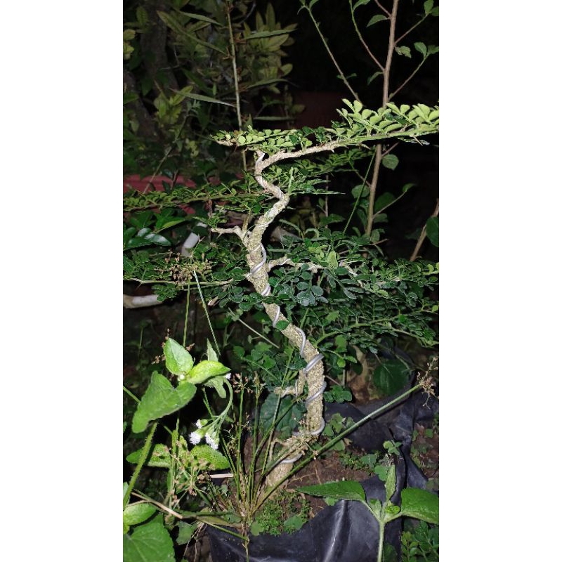 Bahan Bonsai Kawista