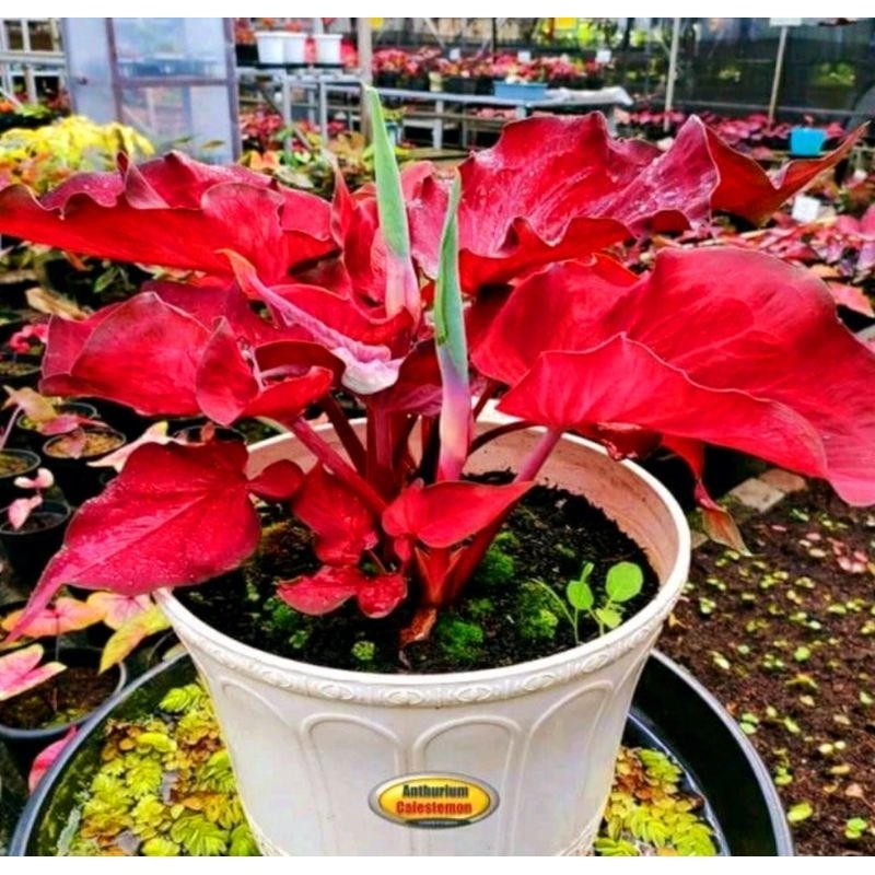( BISA COD ) Caladium Anggur Merah Keladi Hias Anggur Merah Tanaman Hias Keladi Murah Meriah / Kelad