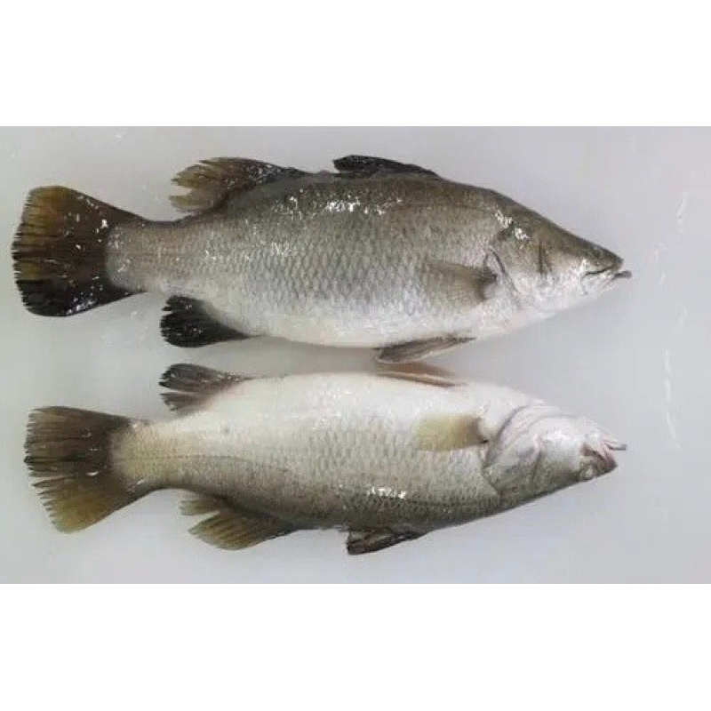 

ikan kakap putih (baramundi) 1 kg/ ikan kakap putih/ ikan baramudi