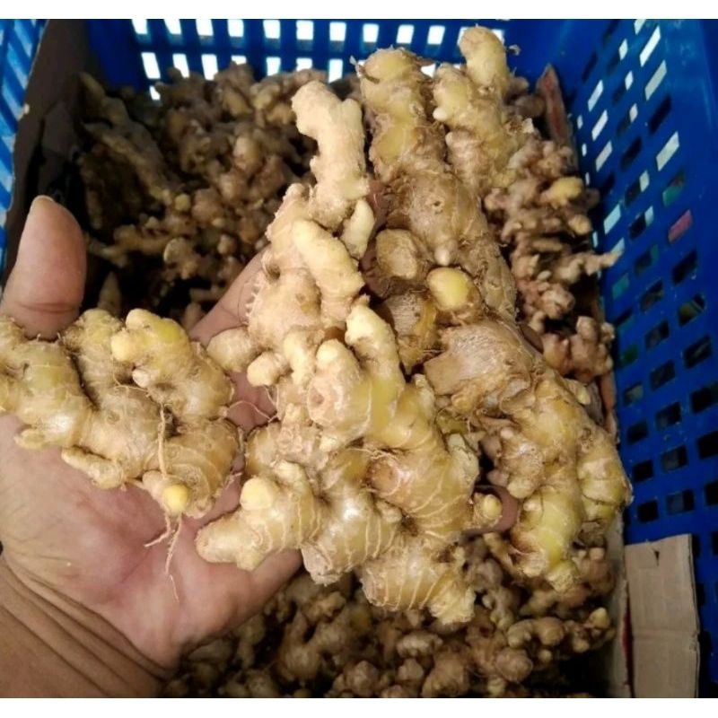 

JAHE EMPRIT FRESH KUALITAS SUPER, MURAH 1 kg