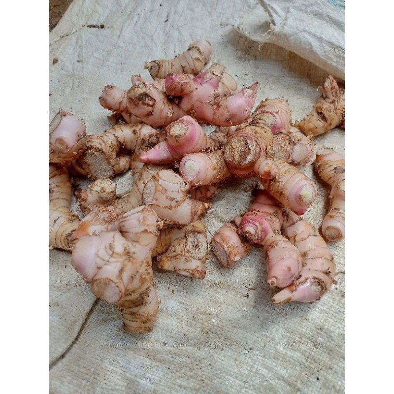 

lengkuas muda 1kg Laos muda merah