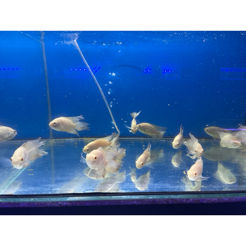 Oscar Albino slayer Ikan Hias Ikan Air Tawar Aquarium Aquascape