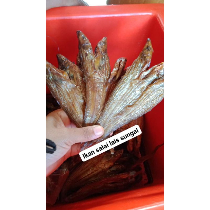 

salai ikan lais sungai musi