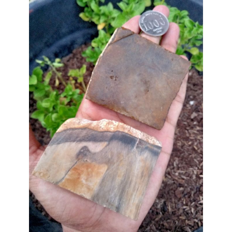 ✅ Paket Batu Akik Pancar Gading + Lumut Tapan ( Bahan Batu Akik Natural - bukan bacan obi fire opal 