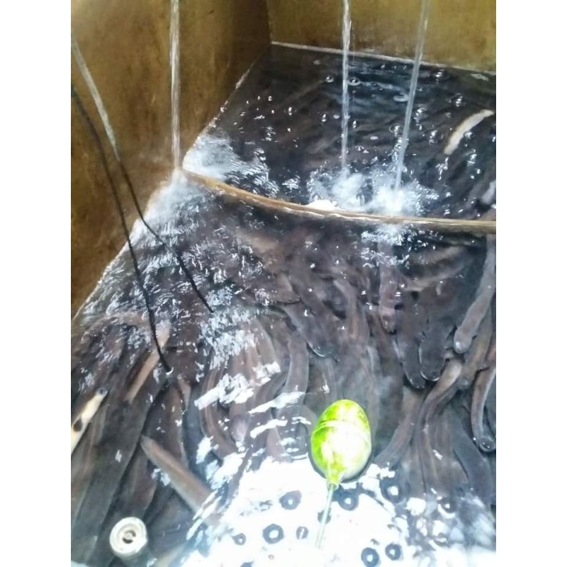 Media Akuarium Sidat Hias Anguilla Bicolor 7080G Perlengkapan Dekoratif Edukasi & Garansi Aman