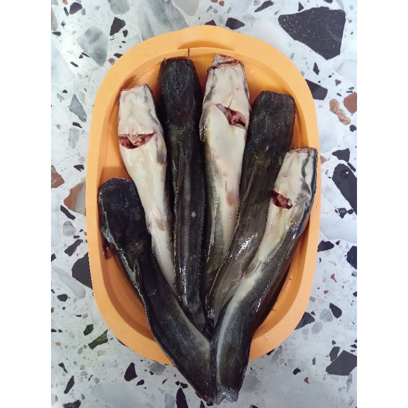 

Ikan Lele Segar 500 gram bukan Frozen