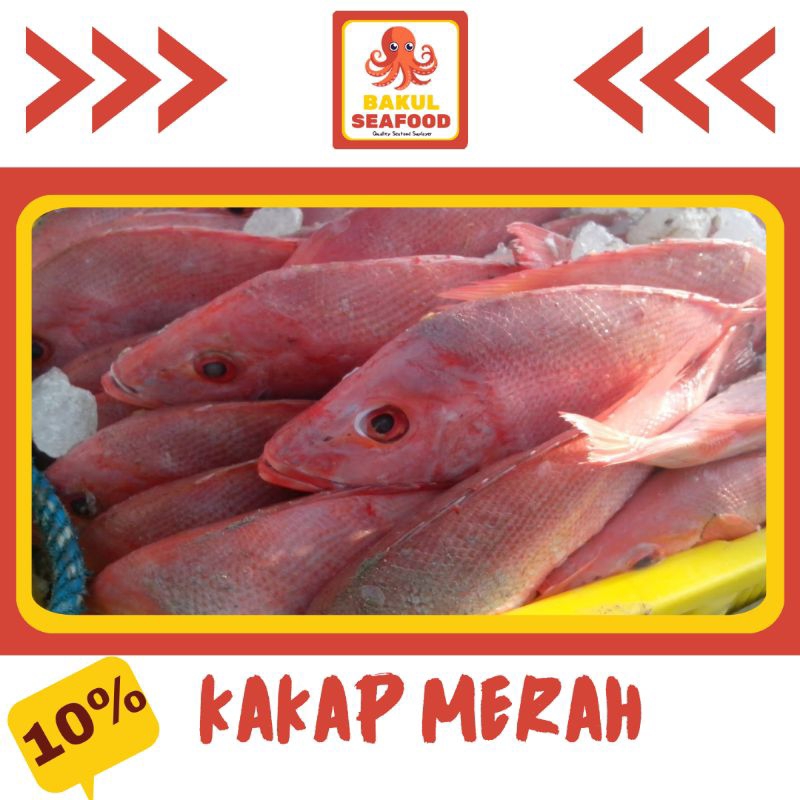 KAKAP MERAH BESAR 500-1000GR