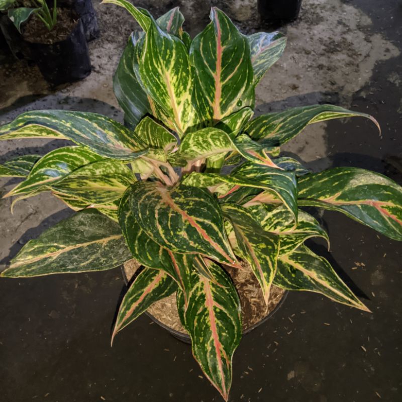 Aglonema Butterfly Rumpunan 5-6 Indukan