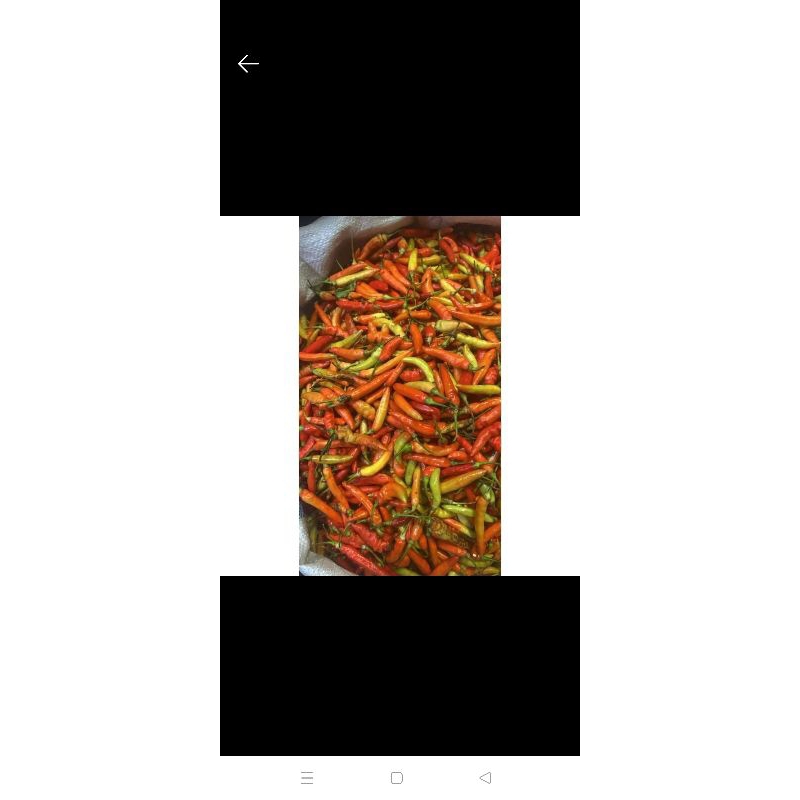 

cabe rawit 250gram