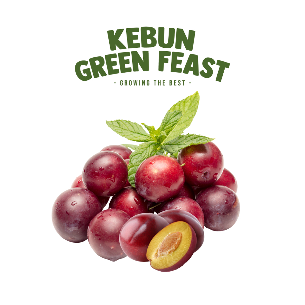 

Sweet Plum - Buah Plum - Buah Import