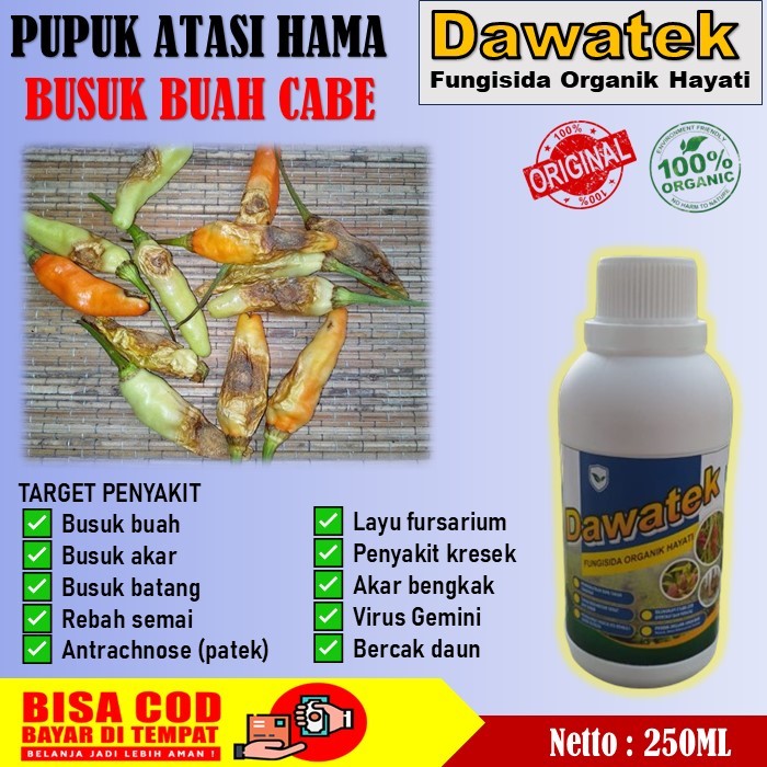 Dawatek Fungisida Hayati pupuk organik atasi busuk Buah pada cabe - Obat Semprot Mengendalikan hama 