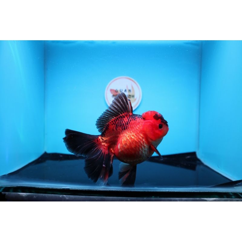 Ikan Mas Koki Oranda Black Gold Rose Tail Size 12 cm. h12