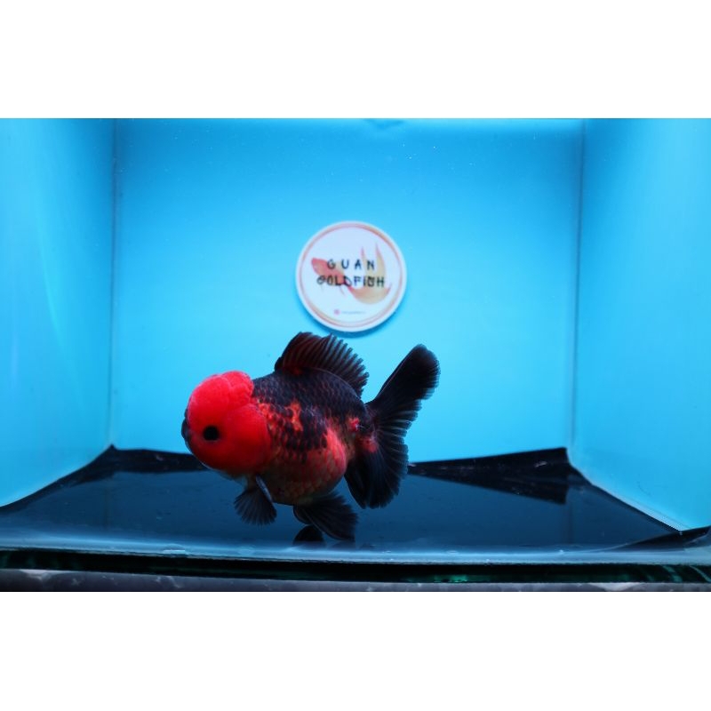 Ikan Mas Koki Oranda Black Gold Rose Tail Size 12 cm. h14