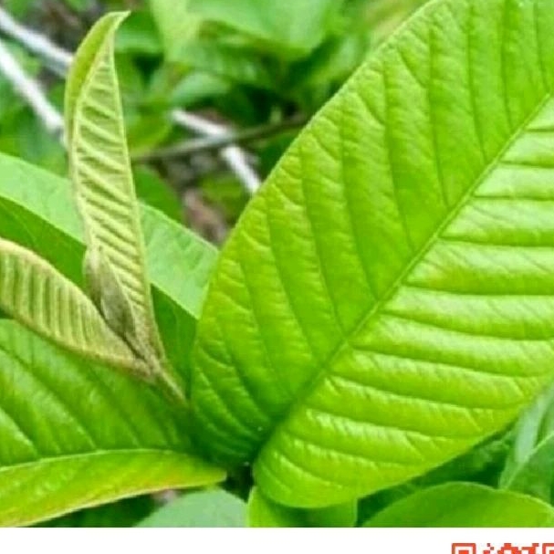 

Daun jamu obat herbal 500 gram