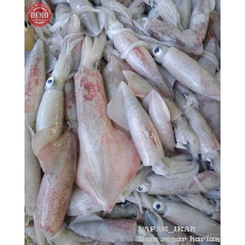 

cumi sero segar 1 kg/ cumi sero fresh