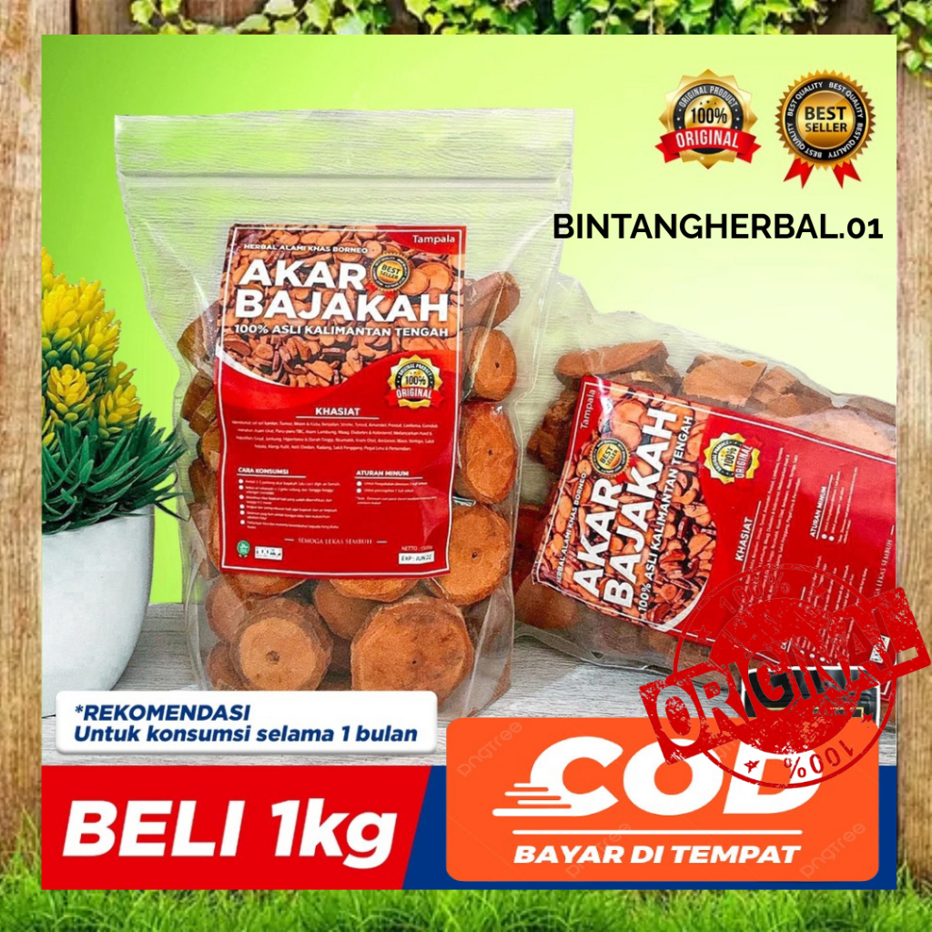 

PUSAT PROMO COD <TERLARIS> 1Kg Akar Kayu BAJAKAH TAMPALA MERAH Siap Seduh Obat Tumor dan Kanker (100% ORIGINAL) Asli Kalimantan