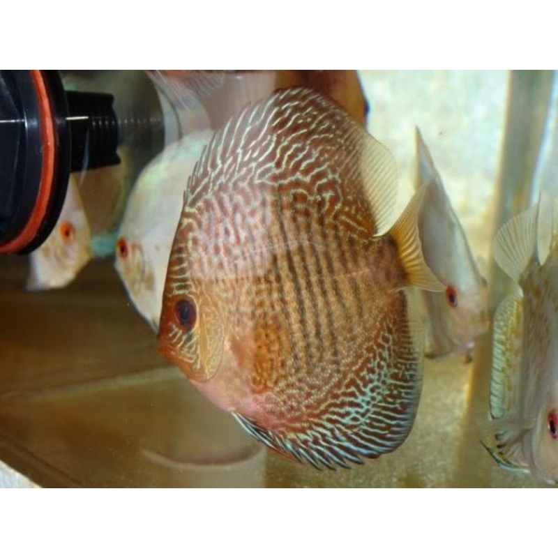 Aksesoris HB Red SnakeSkin Discus Aquarium