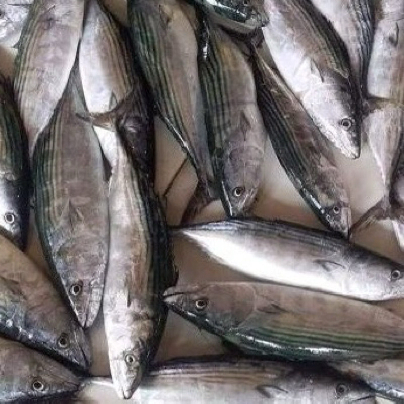 

ikan tongkol tenggiri segar 1 kg/ tongri fresh/ ikan tongkol tengiri