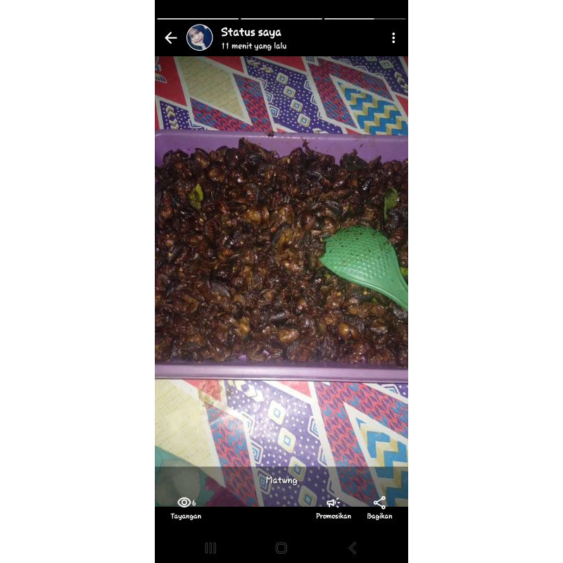 rica rica bekicot 150 gram