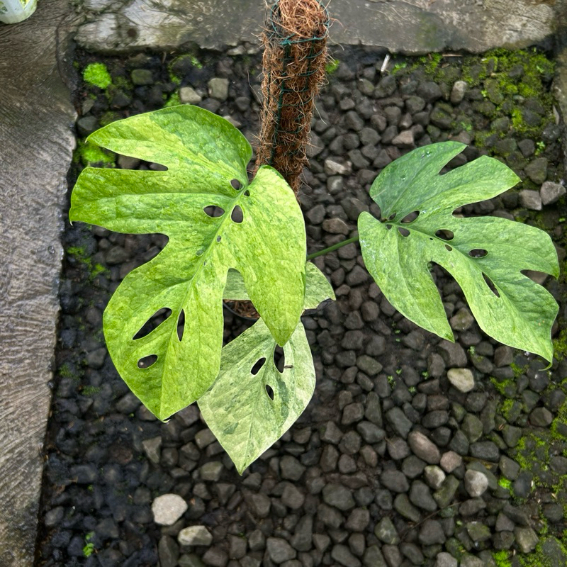 amydrium medium yellow variegata real pict