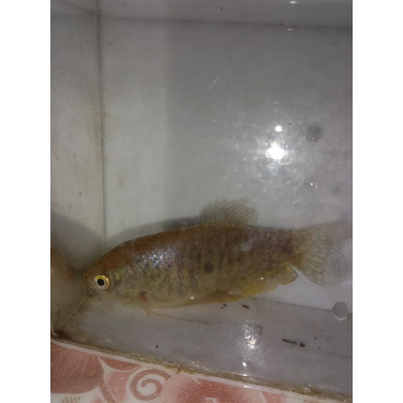 

Ikan sepat hidup