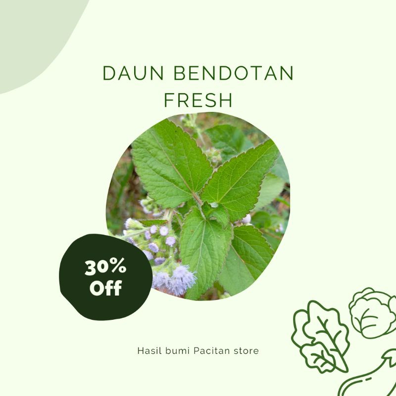 

Daun bendotan segar super 1kg