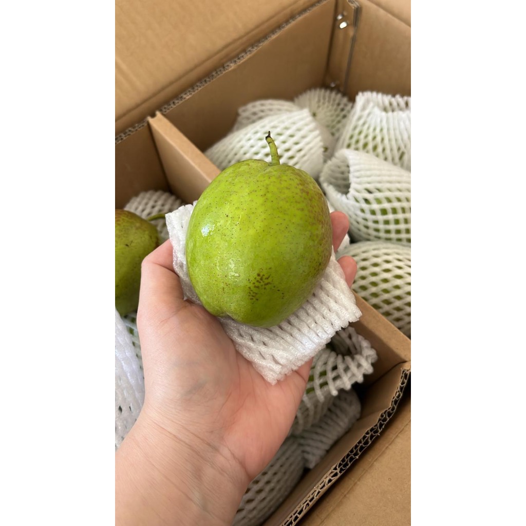 

Pear Xiangli