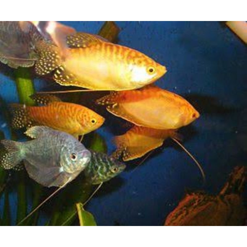 IKAN HIAS SEPAT WARNA