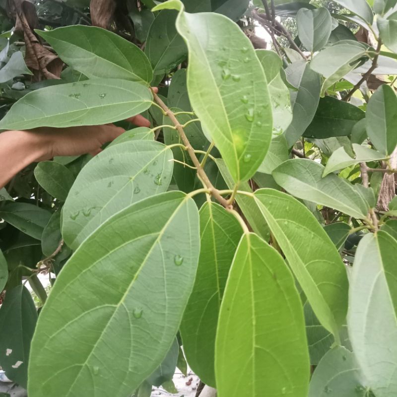 

Daun Cincau Hijau Cincau Perdu 1Kg