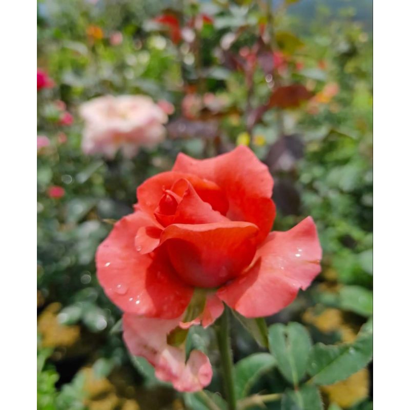 Mawar Orange Sunkist indukan Bunga Besar