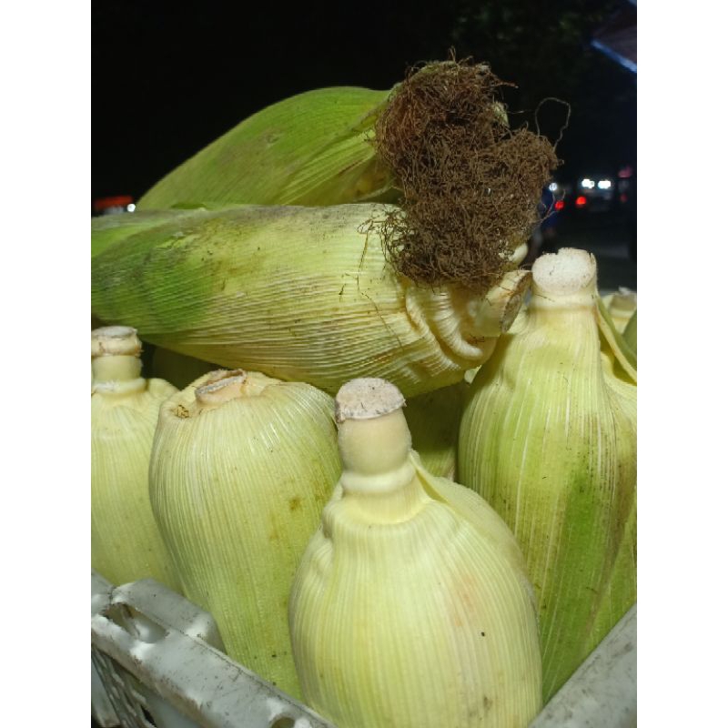 

jagung manis