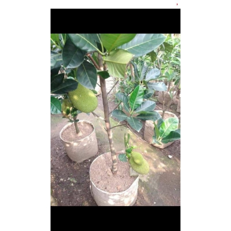 bibit pohon nangka madu sudah berbuah packing kayu