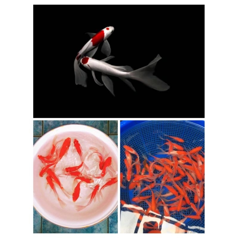 Komet Avatar slayer - ikan hias aquarium Aquascape KHUSUS GOJEK DEPOK